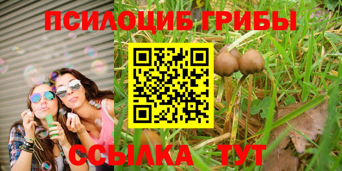 Галлюциногенные грибы Psilocybine cubensis Киселёвск